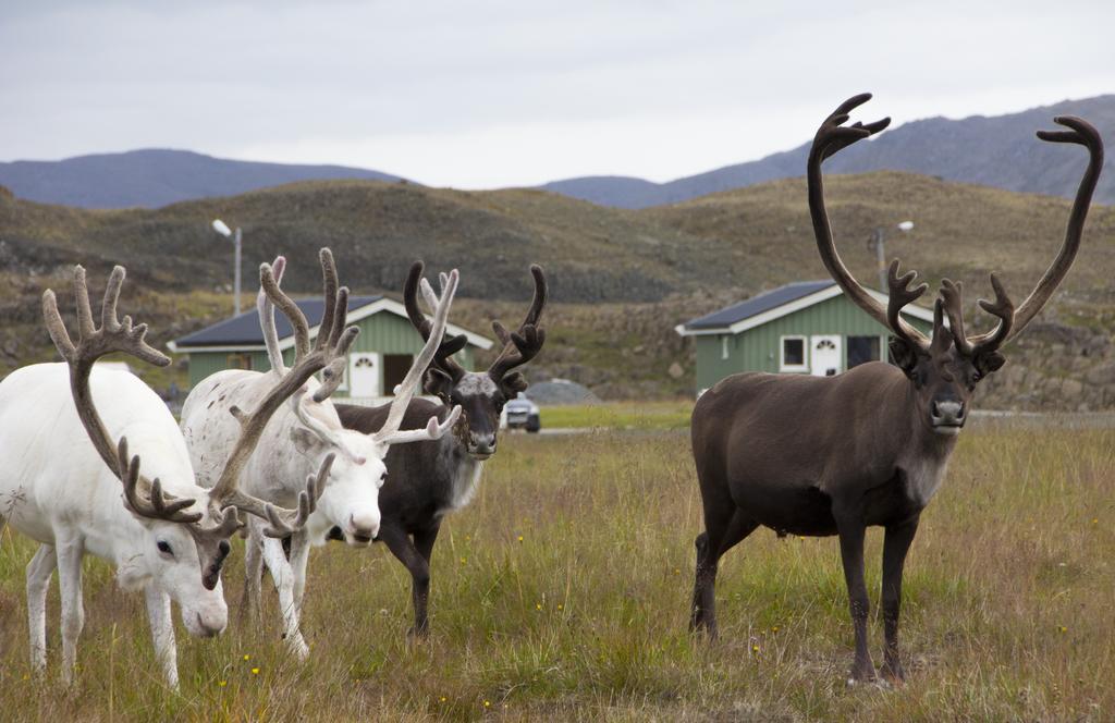 Nordkapp Camping Hotel Szoba fotó