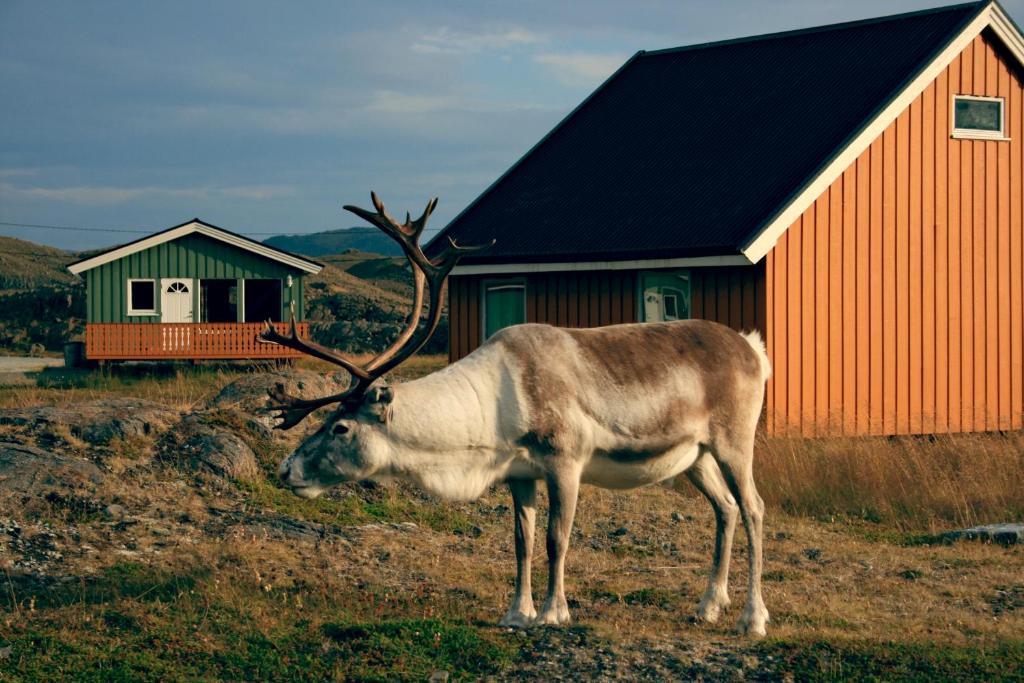 Nordkapp Camping Hotel Kültér fotó